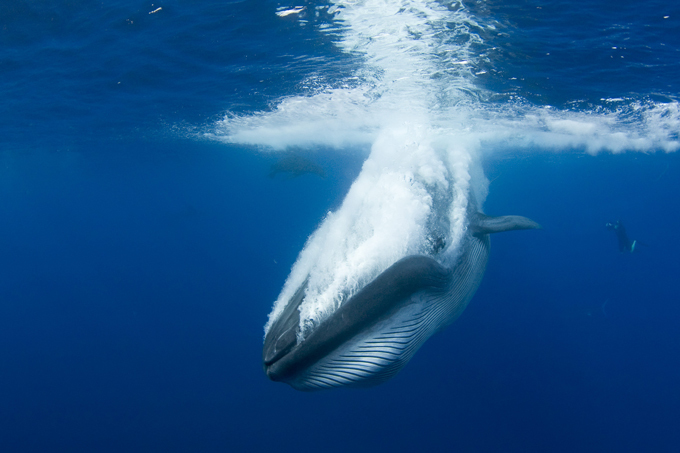 Bryde's Whale feasting on sardines