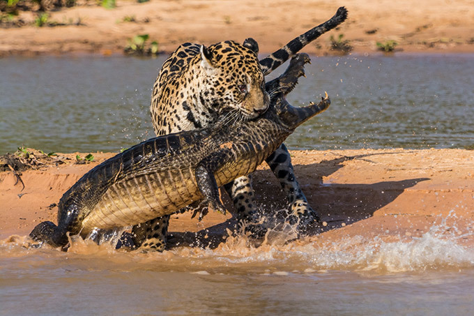 War of predators: Jaguar vs. Caiman