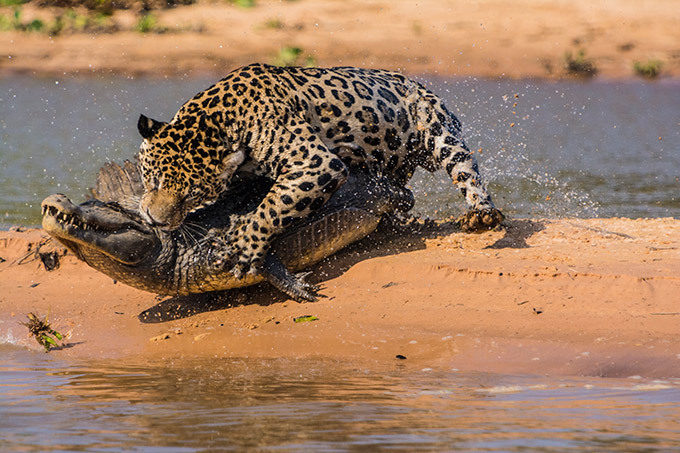 War of predators: Jaguar vs. Caiman