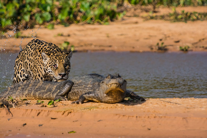 War of predators: Jaguar vs. Caiman