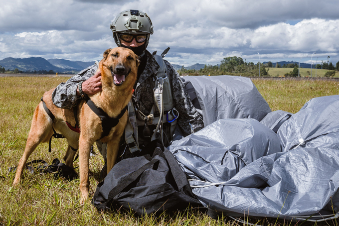 Siara, a skydiving dog