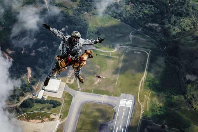 Siara, a skydiving dog