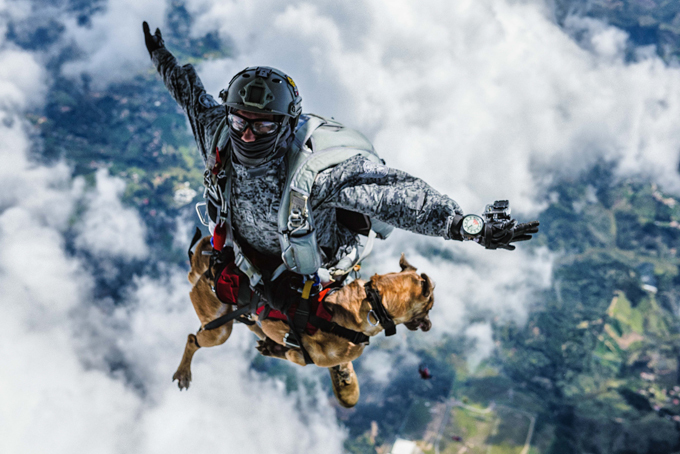 Siara, a skydiving dog