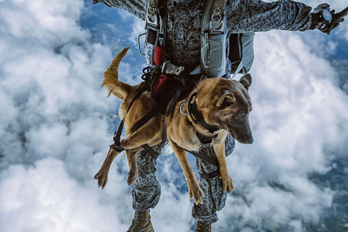 Siara, a skydiving dog