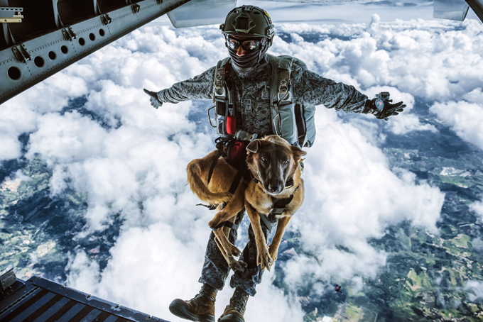 Siara, a skydiving dog