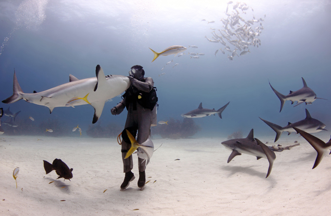 Biologist puts 50 sharks in a trance