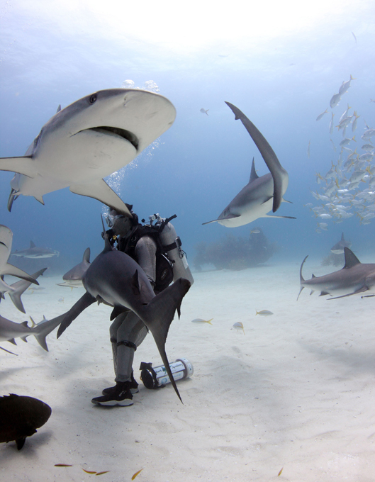 Biologist puts 50 sharks in a trance