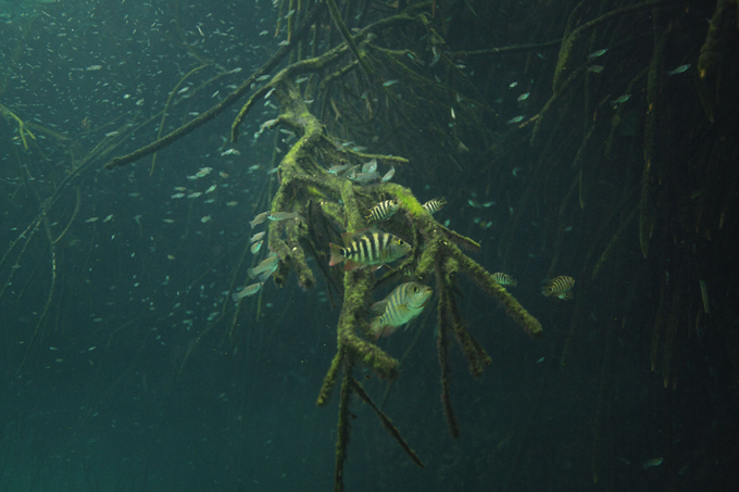 Cenote Angelita: Underwater river
