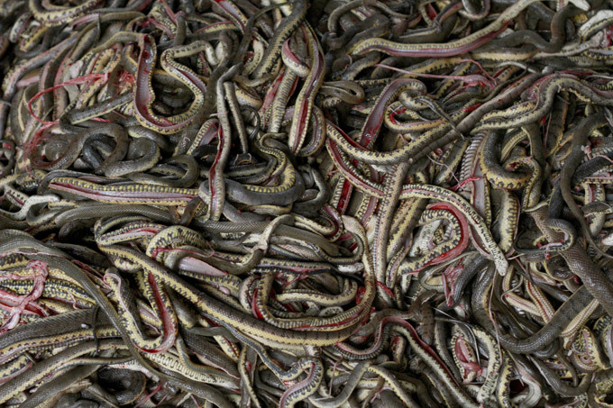 Snake slaughterhouse in Indonesia