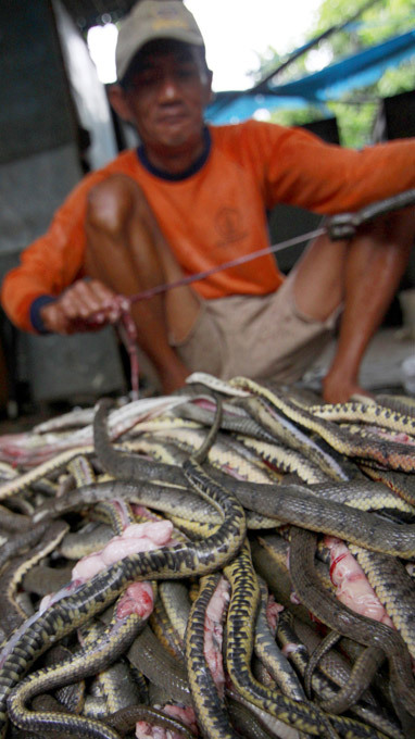 Snake slaughterhouse in Indonesia