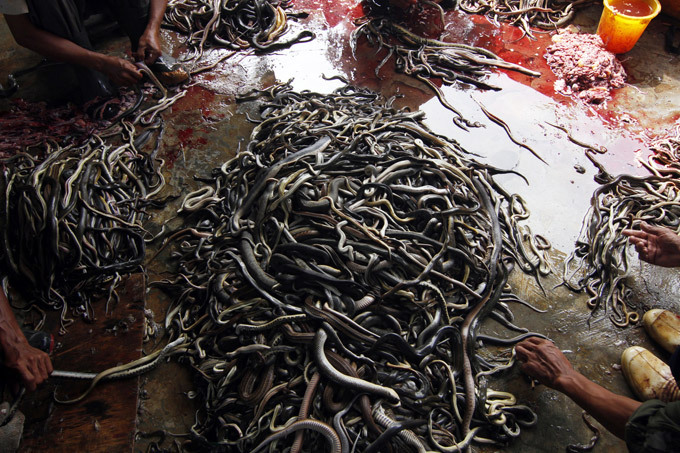 Snake slaughterhouse in Indonesia