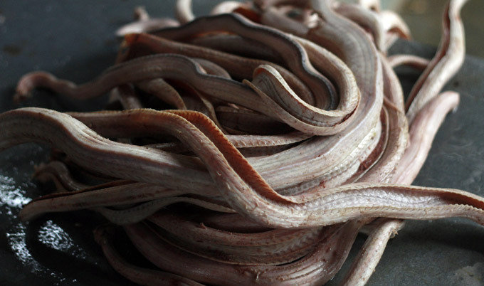 Snake slaughterhouse in Indonesia