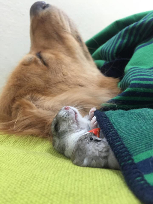 The friendliest golden retriever in the world