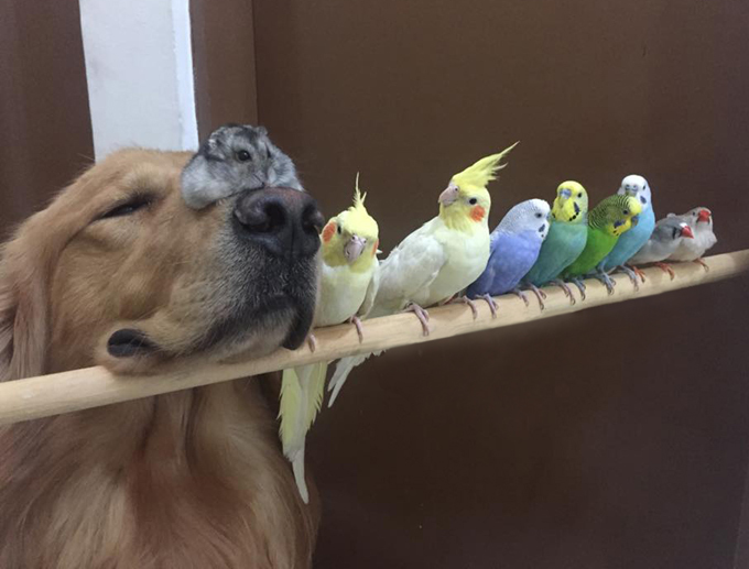 The friendliest golden retriever in the world