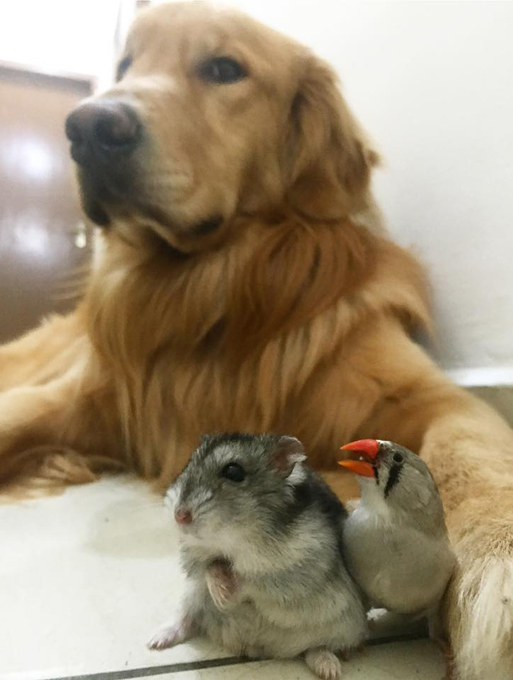 The friendliest golden retriever in the world