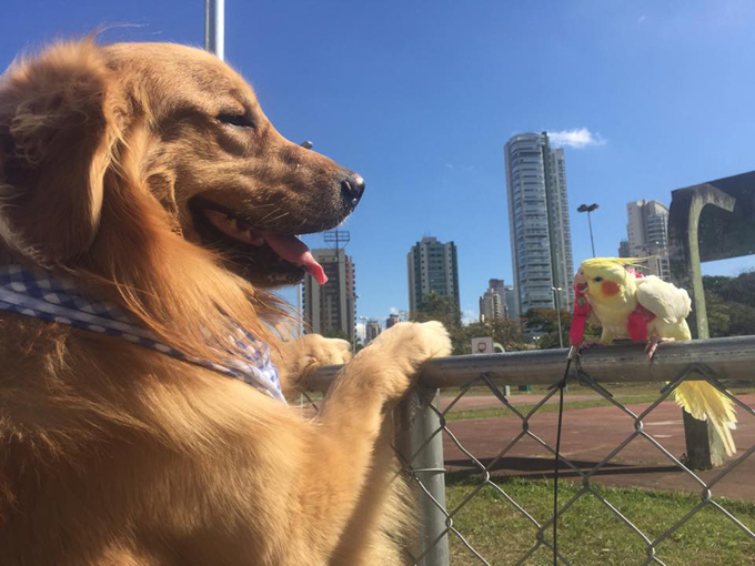 The friendliest golden retriever in the world