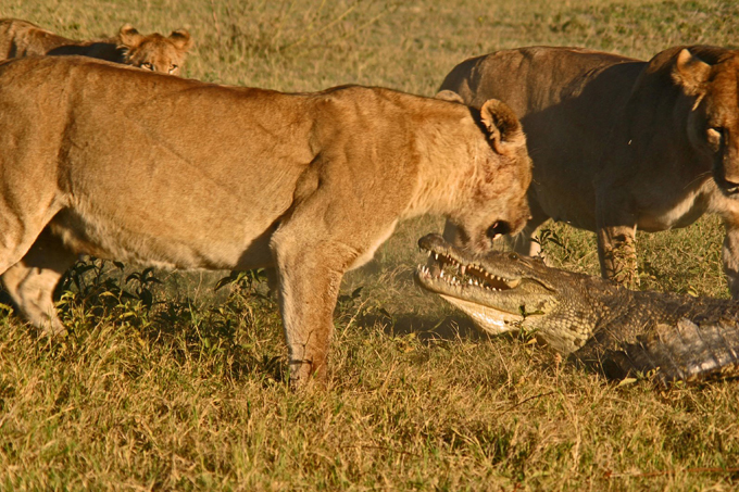 Lions kill croc for dinner