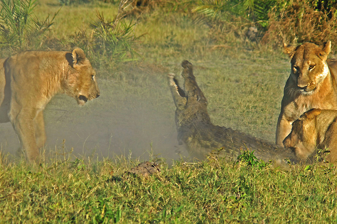 Lions kill croc for dinner
