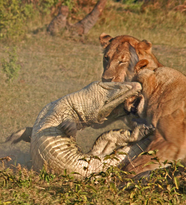 Lions kill croc for dinner