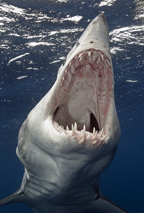 Terrifying jaws of Mako shark