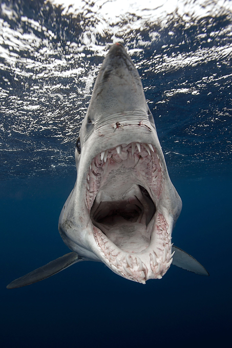 Terrifying jaws of Mako shark