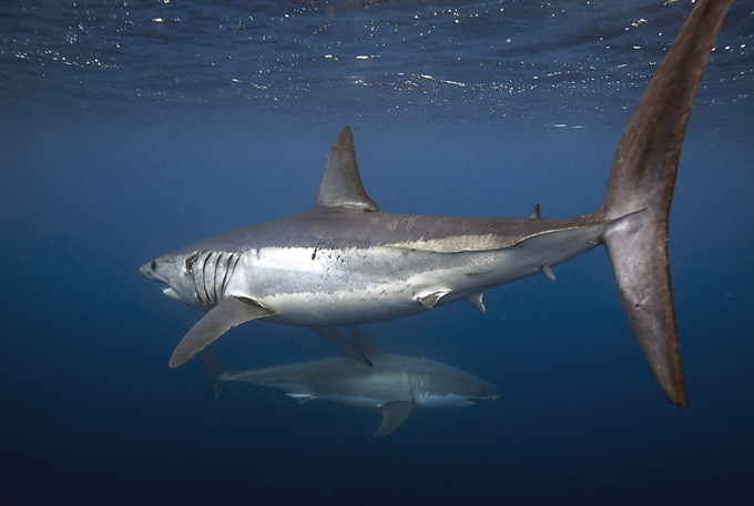 Terrifying jaws of Mako shark