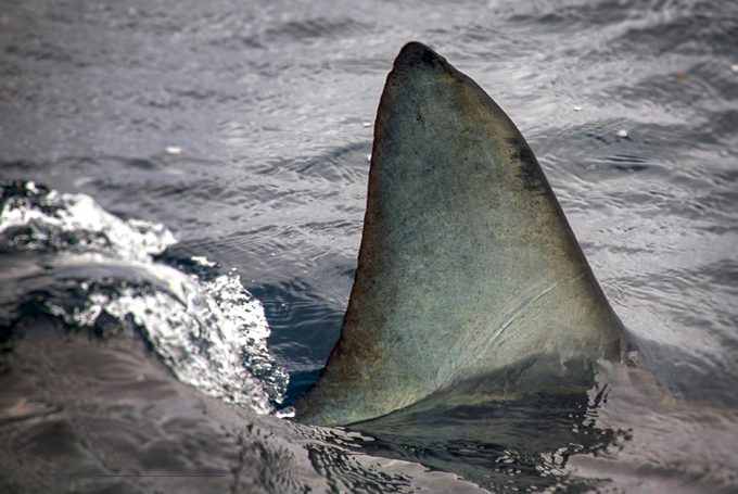 Terrifying jaws of Mako shark