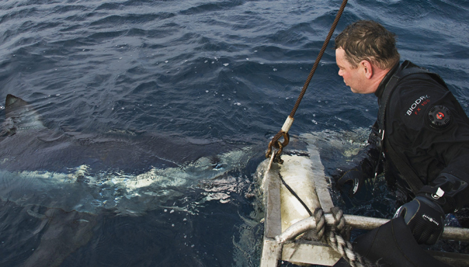 Terrifying jaws of Mako shark