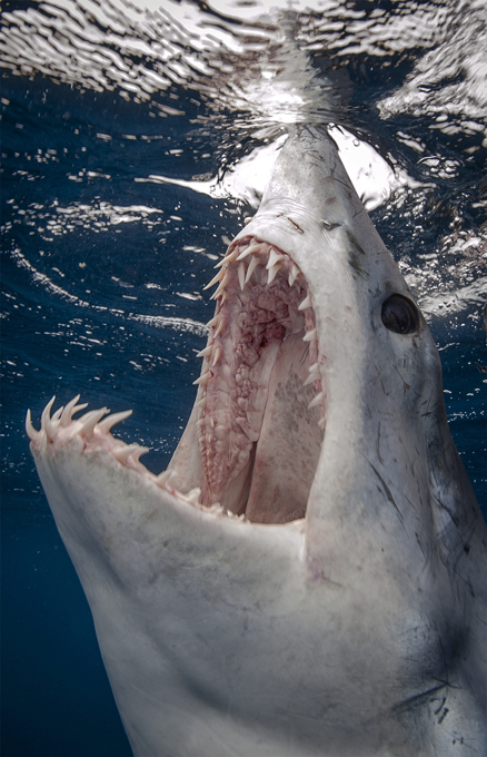Terrifying jaws of Mako shark