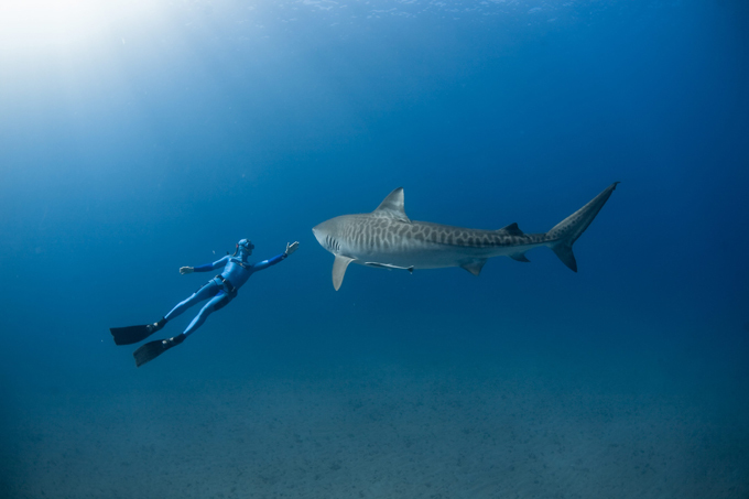 Shark man William Winram