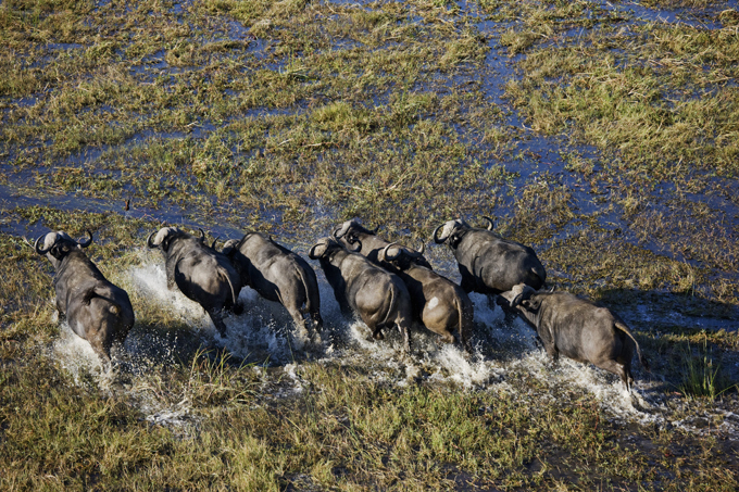 Africa as seen through bird's eye