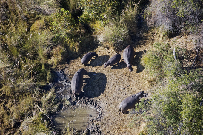 Africa as seen through bird's eye