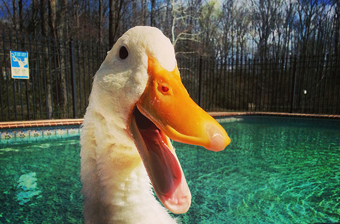 3D foot helps disabled duck walk