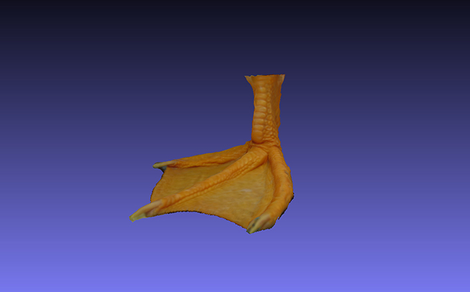 3D foot helps disabled duck walk