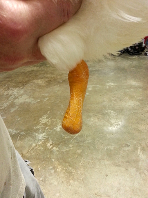 3D foot helps disabled duck walk