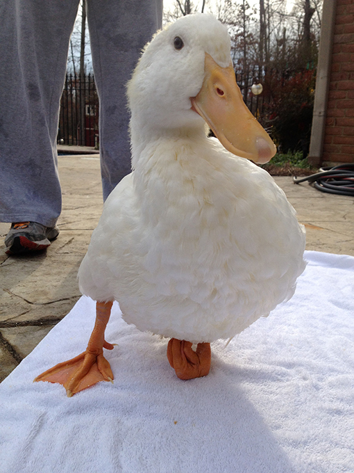 3D foot helps disabled duck walk