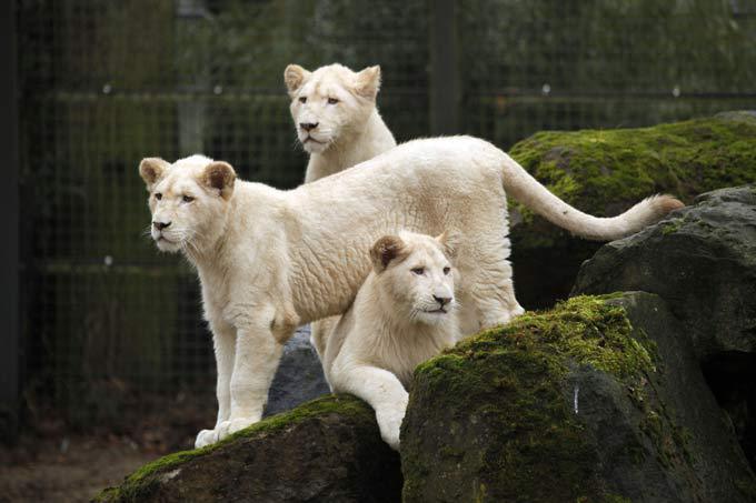 White lion, a miracle of nature