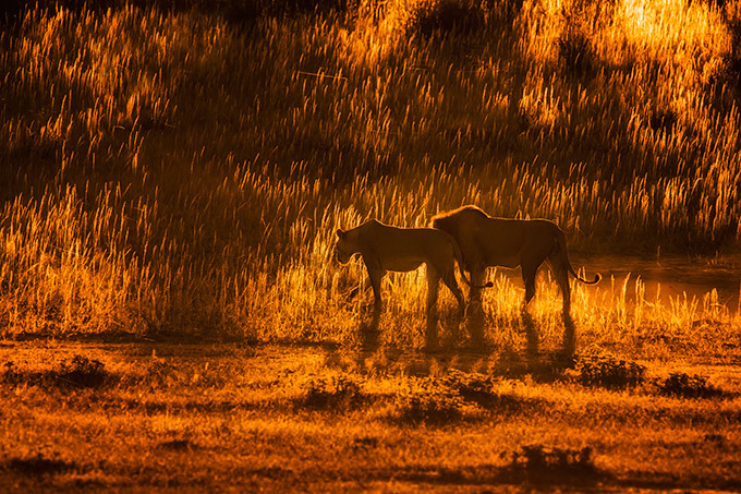 Stunning silhouettes of Africa
