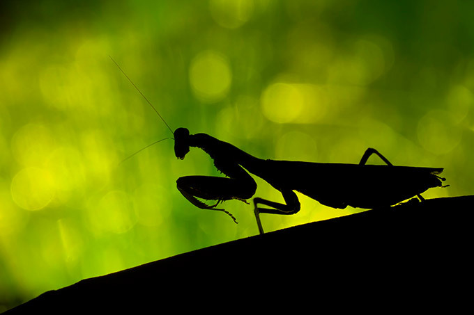Stunning silhouettes of Africa