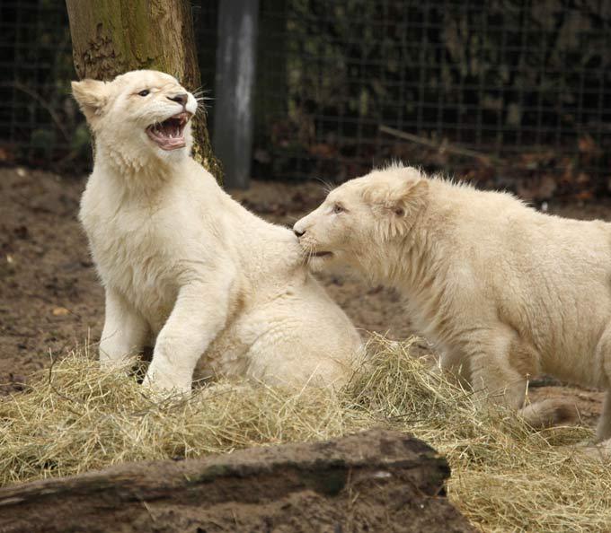 White lion, a miracle of nature