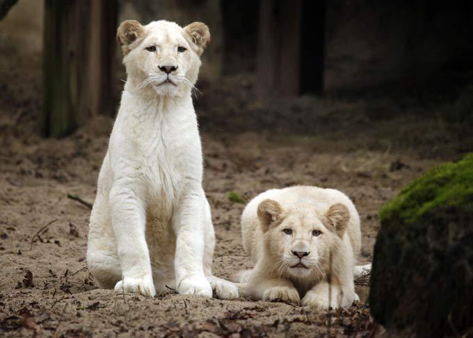White lion, a miracle of nature