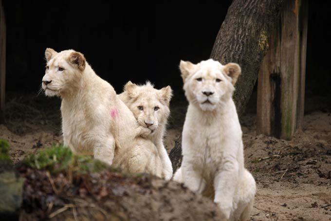 White lion, a miracle of nature