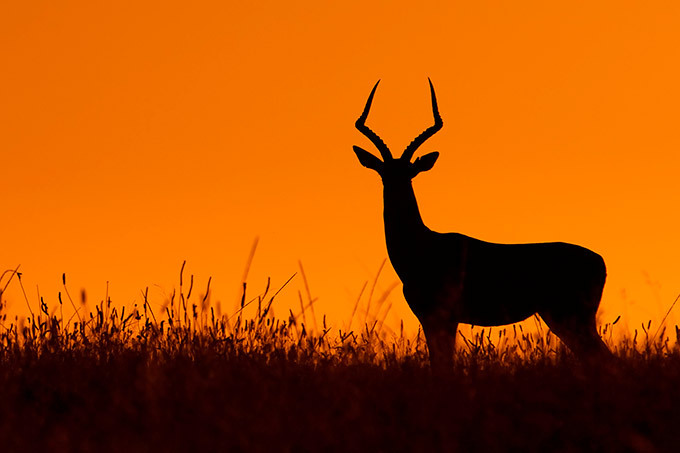Stunning silhouettes of Africa
