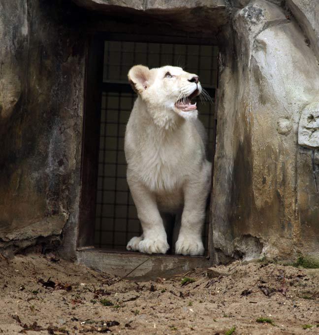 White lion, a miracle of nature