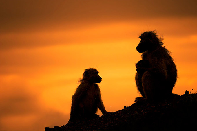 Stunning silhouettes of Africa