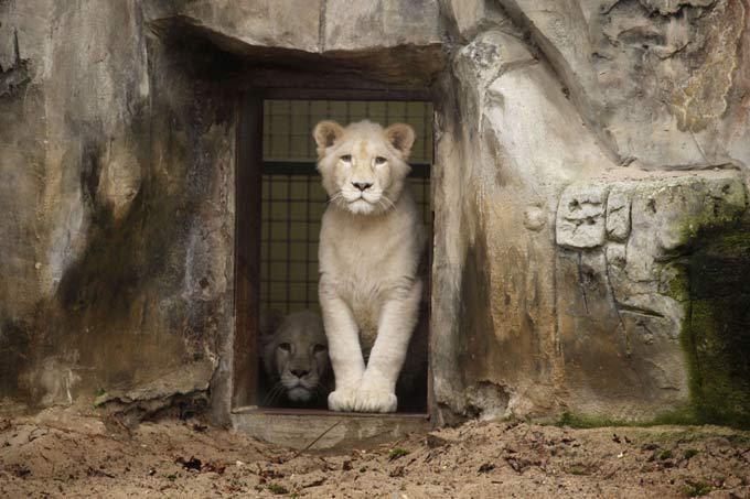 White lion, a miracle of nature