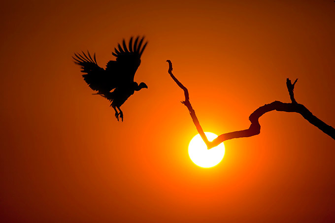 Stunning silhouettes of Africa