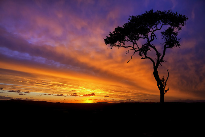 African wildlife at daybreak and sunset