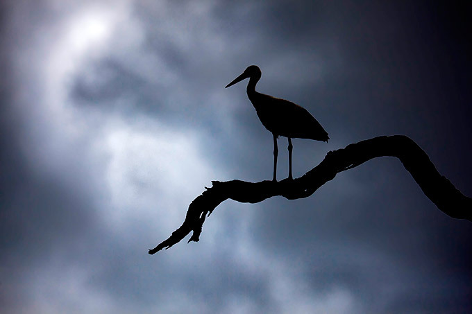 Stunning silhouettes of Africa