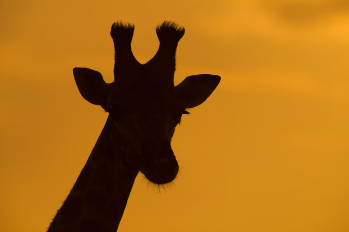 African wildlife at daybreak and sunset